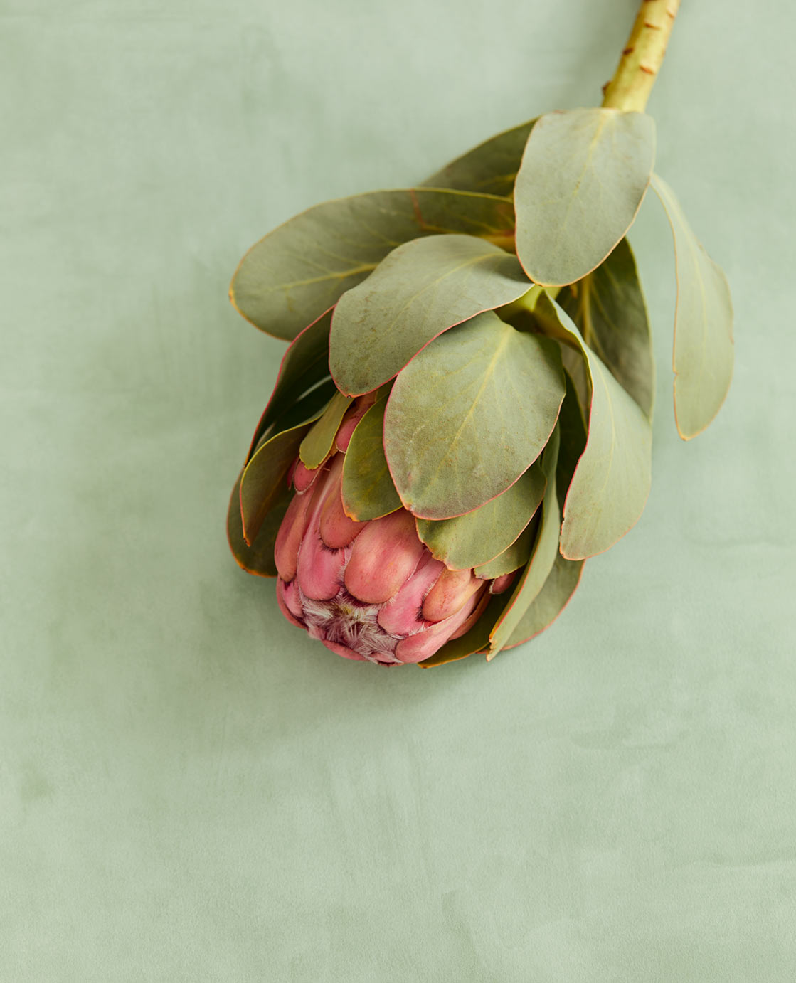 Eijffinger Vivid Subtiel Groen 384553