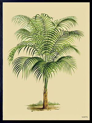 Vanilla Fly poster Palm Tree.