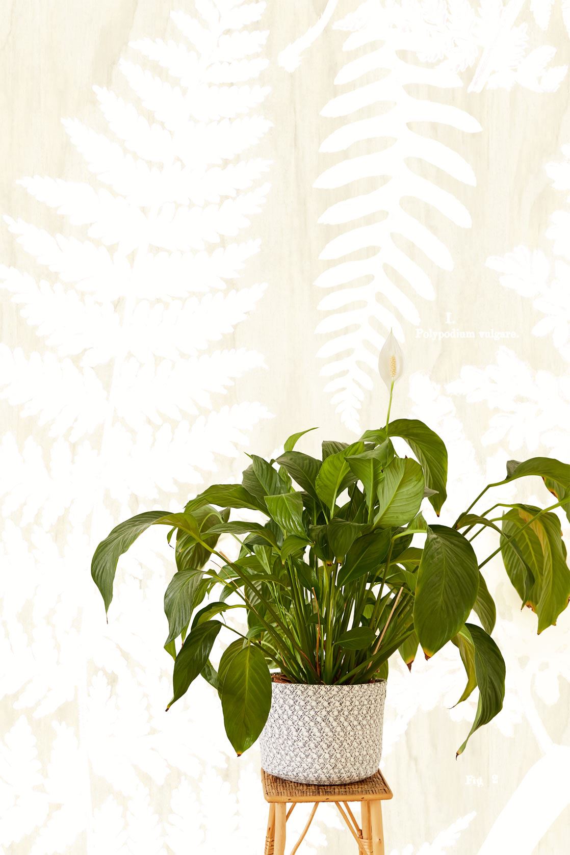 Eijffinger behang GeoNature Fern
