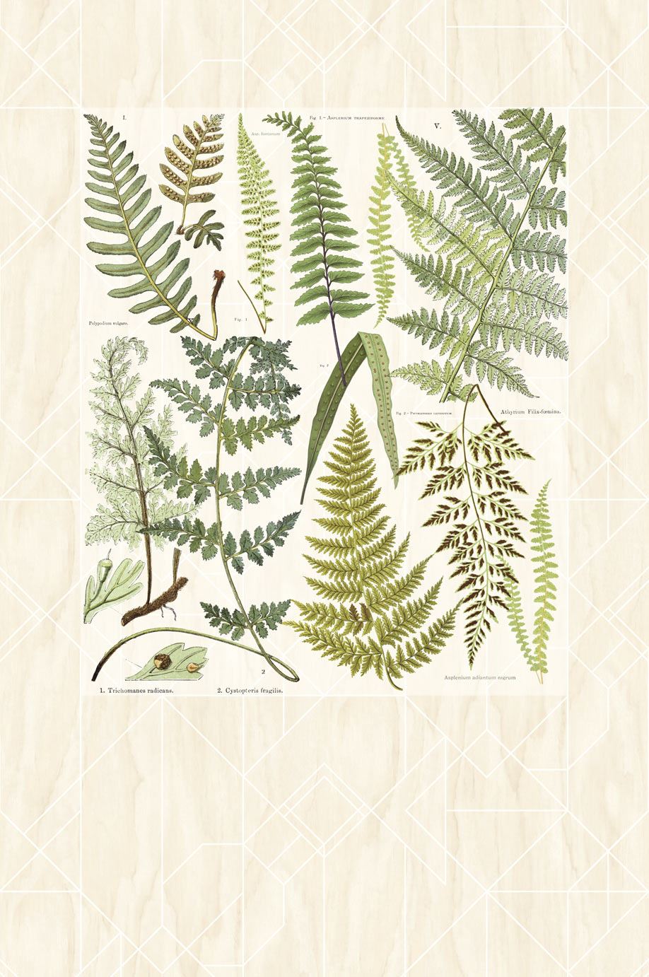 Eijffinger behang GeoNature Athyrium
