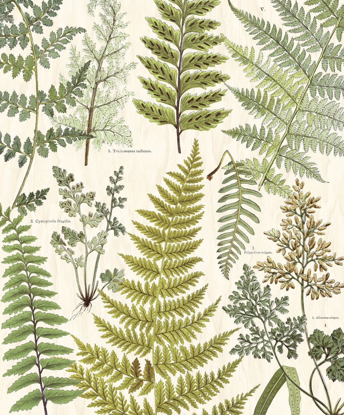 Eijffinger behang GeoNature Fern