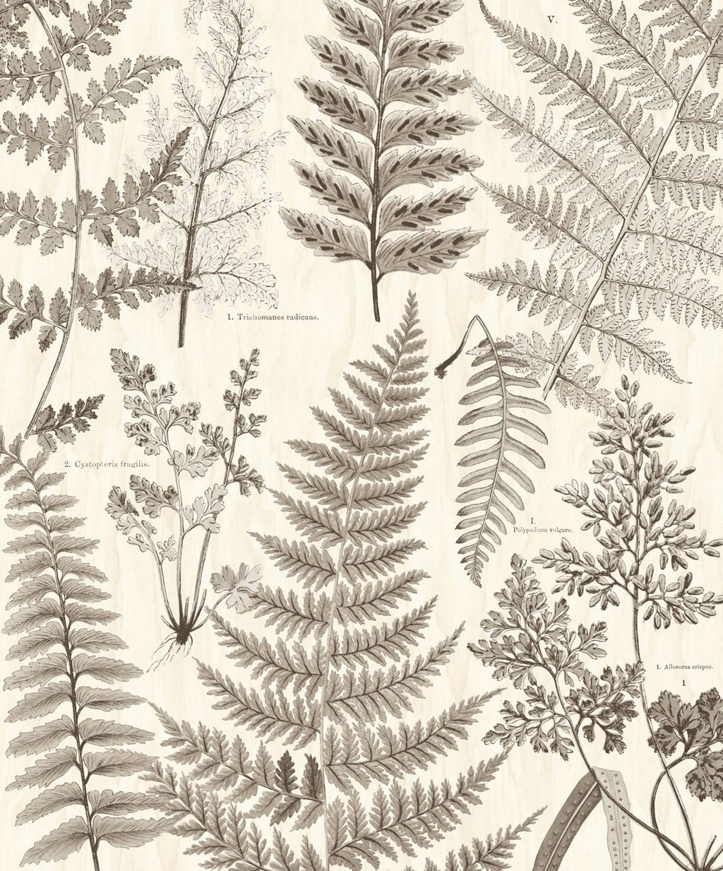 Eijffinger behang GeoNature Fern