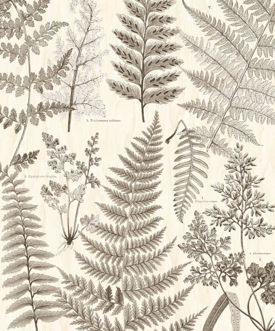 Eijffinger behang GeoNature Fern