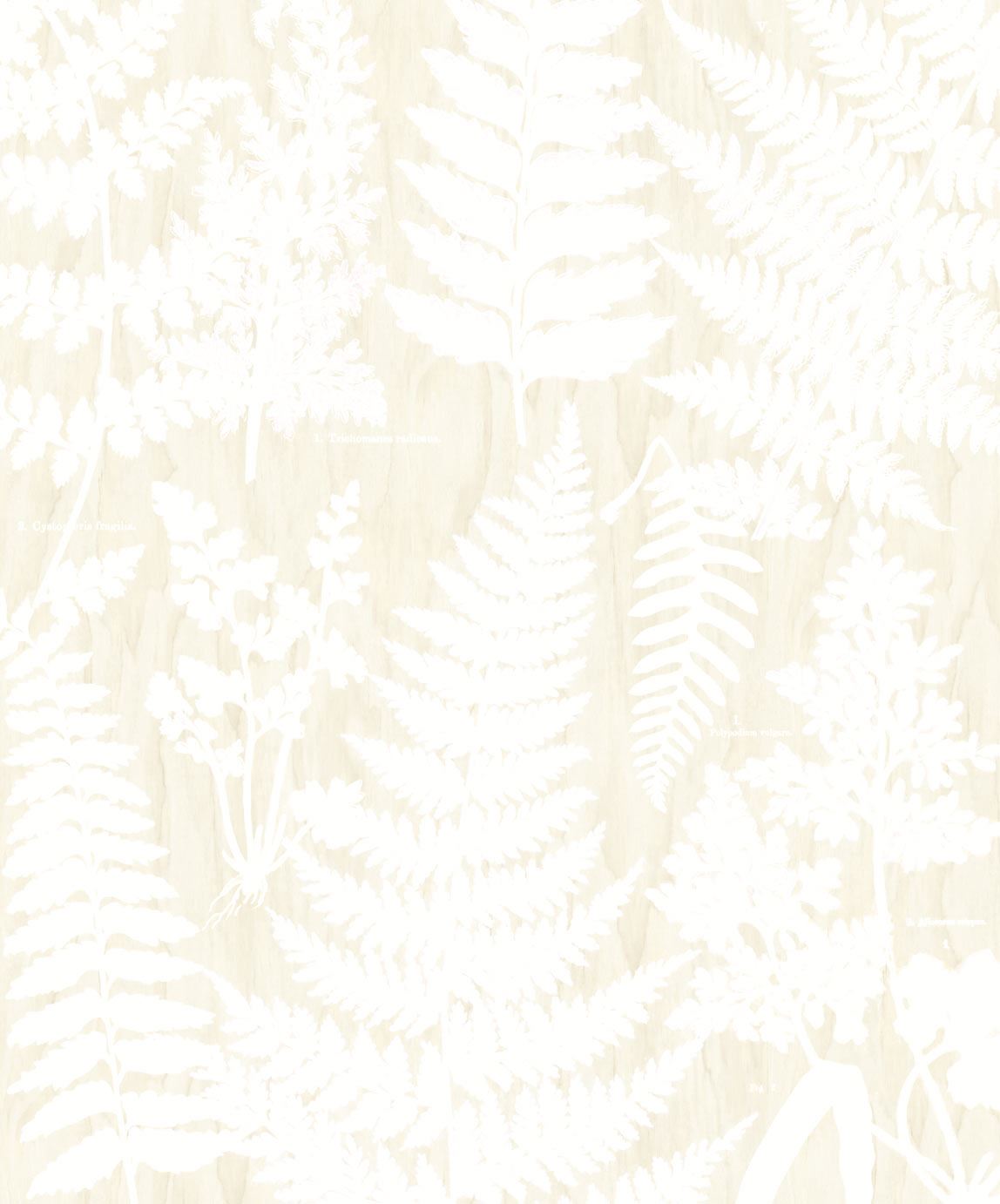 Eijffinger behang GeoNature Fern