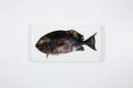 StigerWoods wooden tile Acanthurus