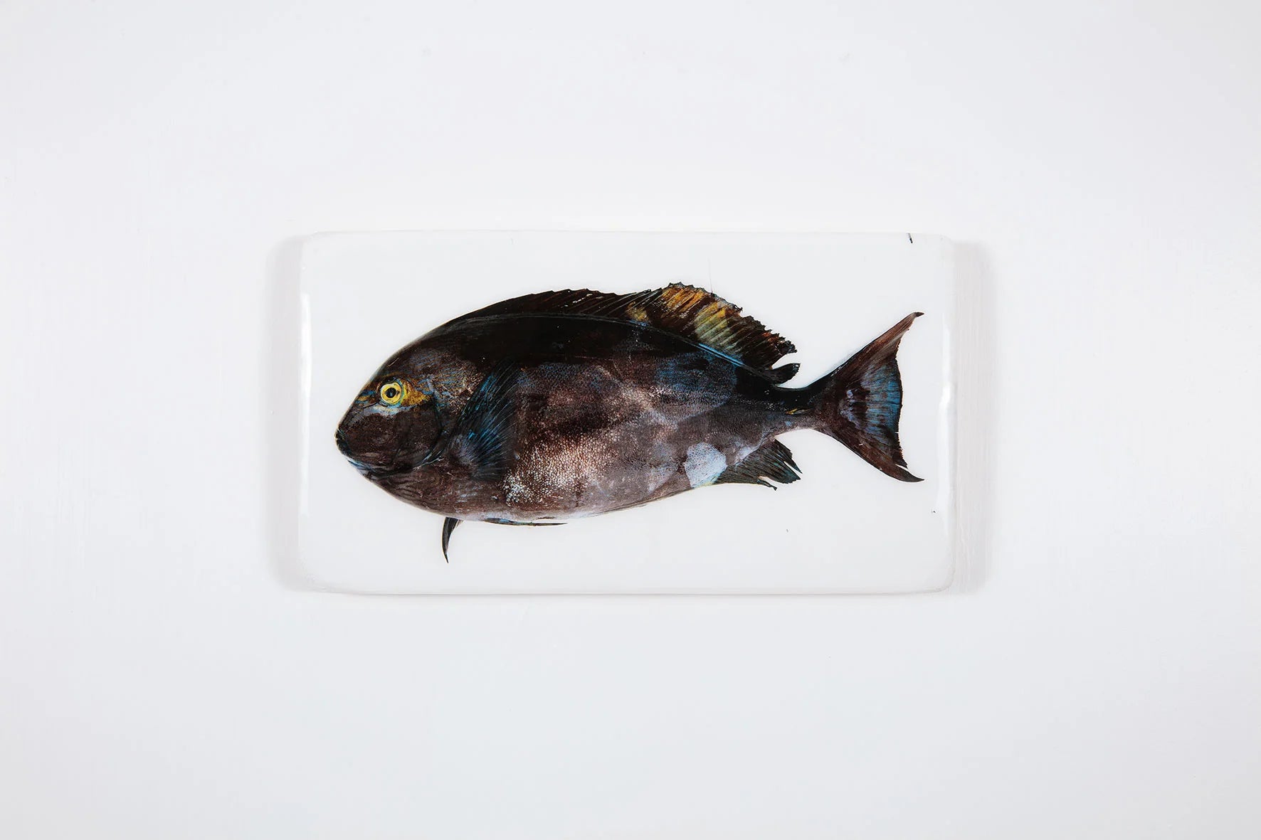 StigerWoods wooden tile Acanthurus
