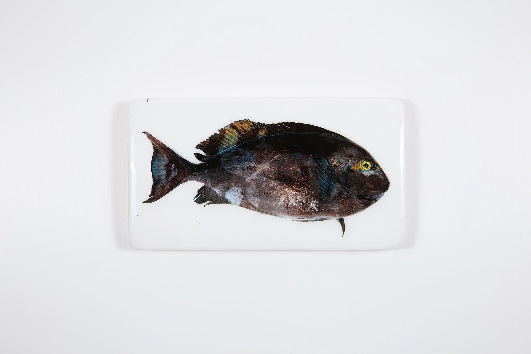 StigerWoods wooden tile Acanthurus