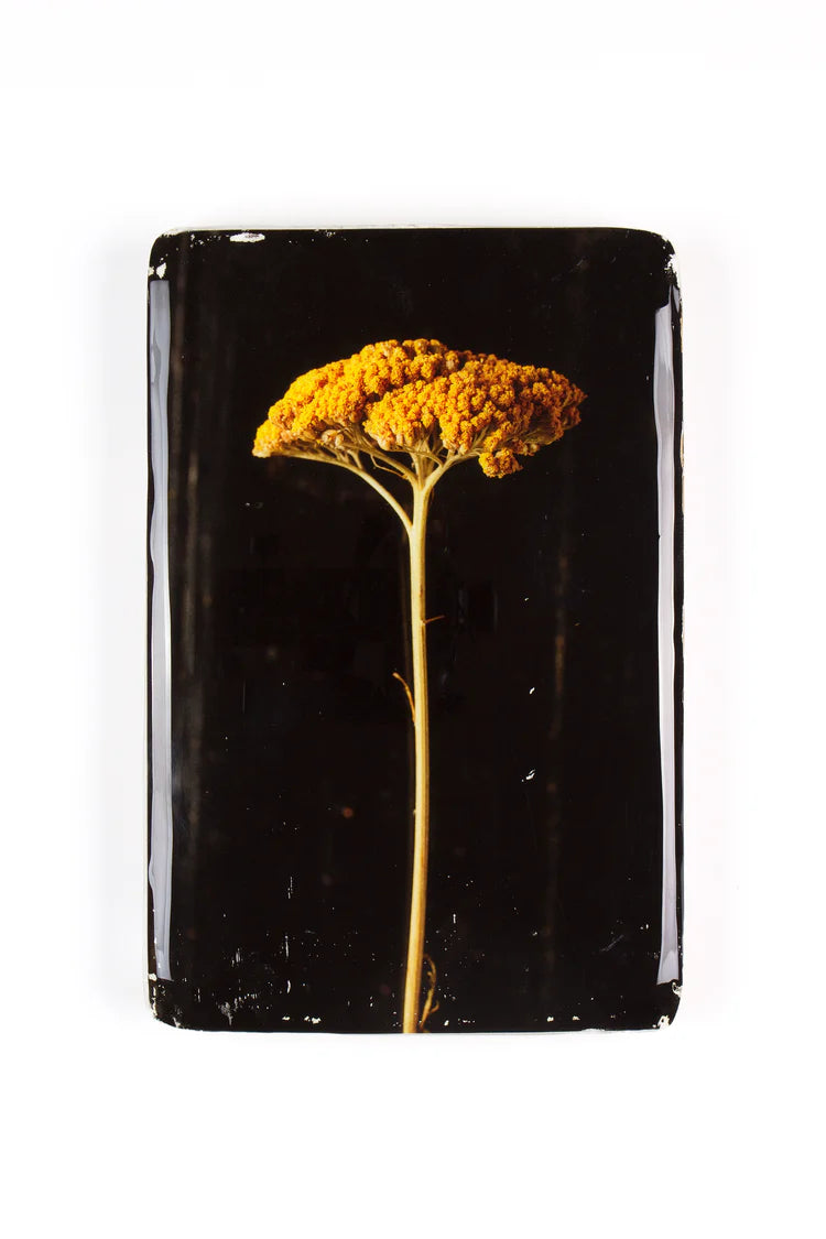 StigerWoods wooden tile Achillea