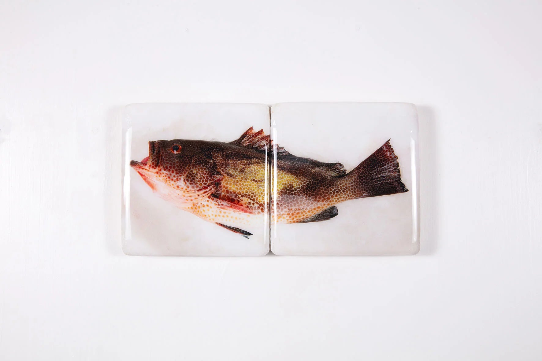 StigerWoods wooden tile Areolate Grouper