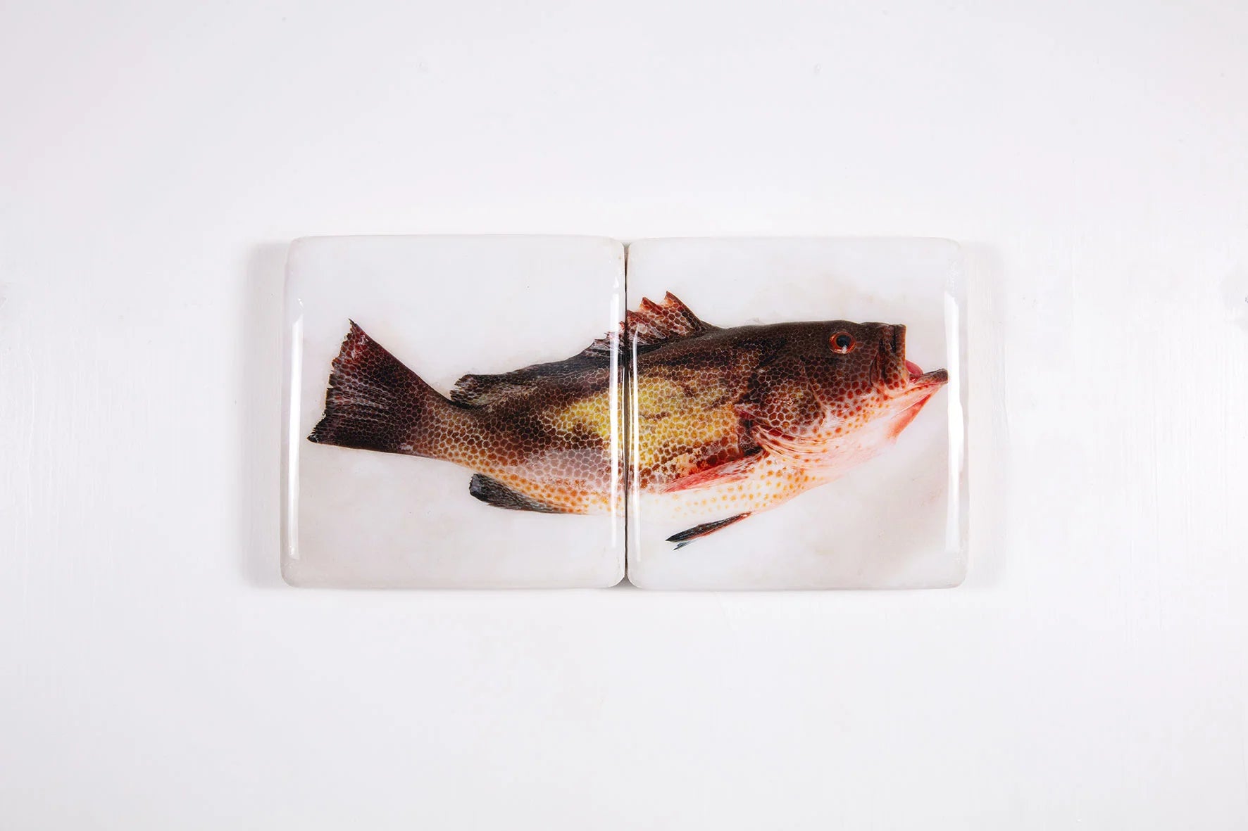 StigerWoods wooden tile Areolate Grouper