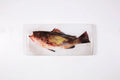 StigerWoods wooden tile Areolate Grouper