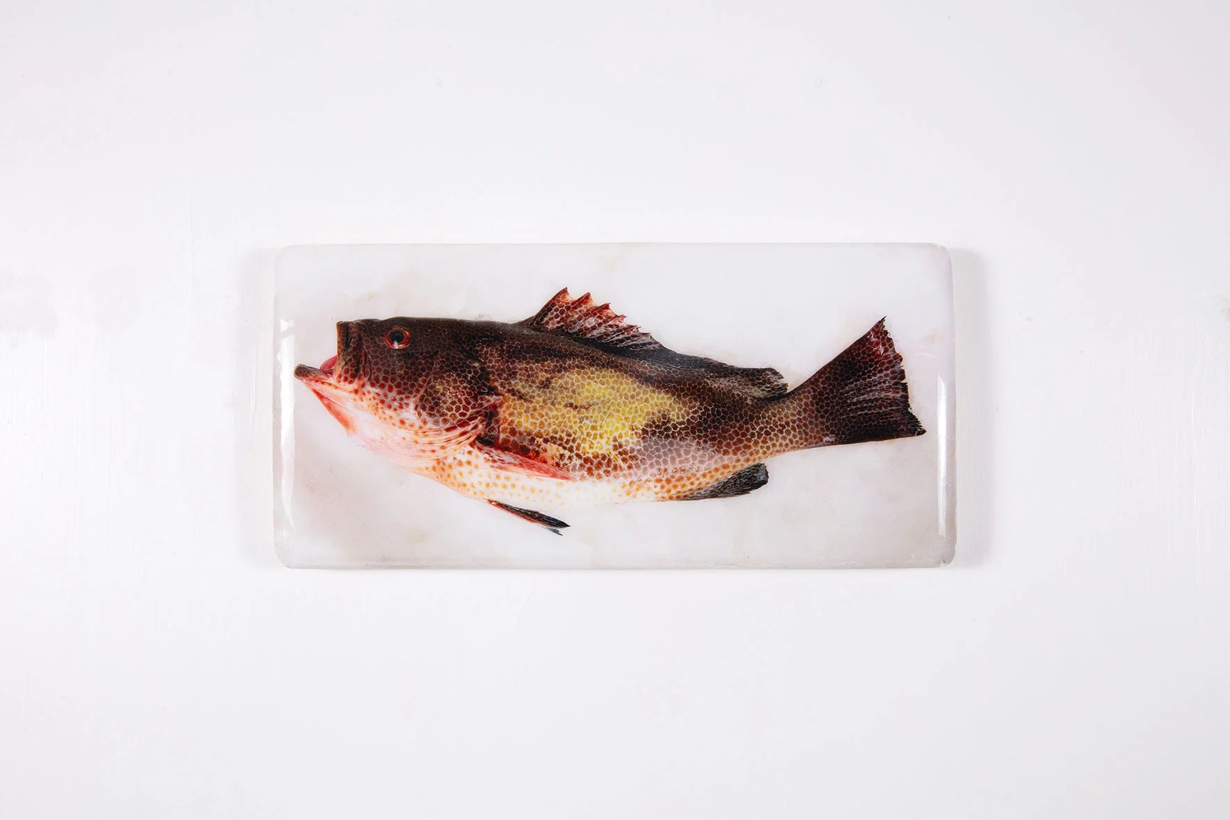 StigerWoods wooden tile Areolate Grouper