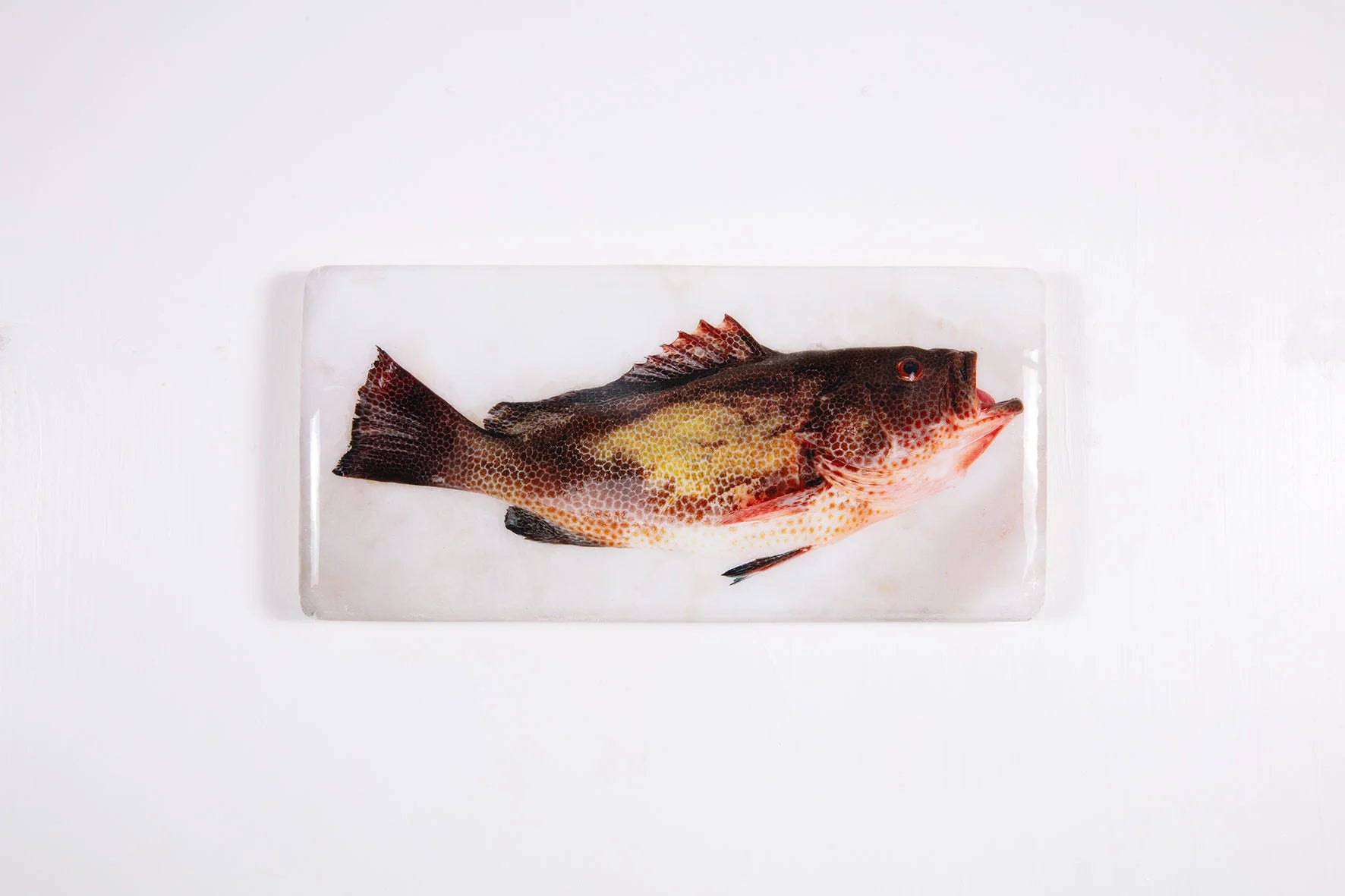 StigerWoods wooden tile Areolate Grouper