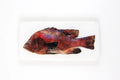 StigerWoods wooden tile Balinese Snapper