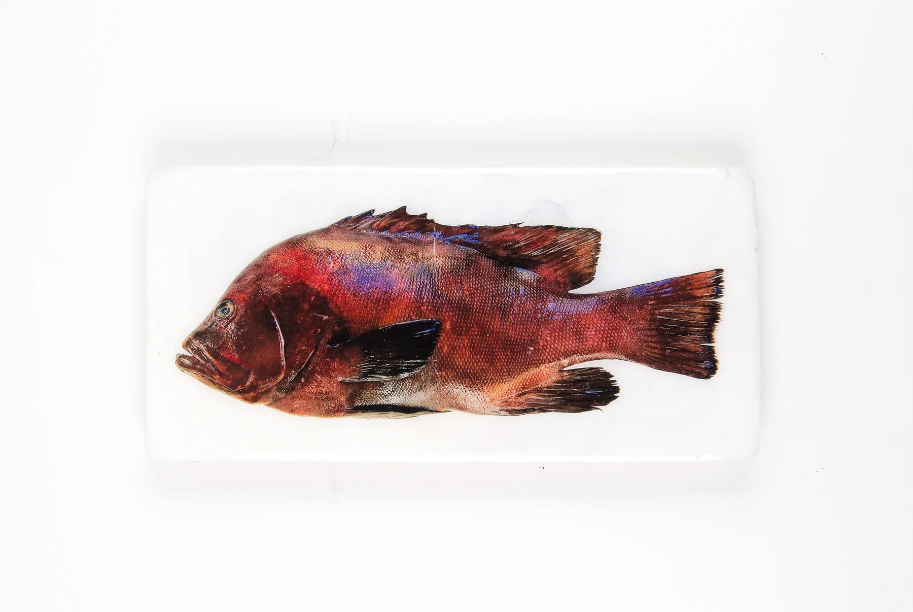 StigerWoods wooden tile Balinese Snapper