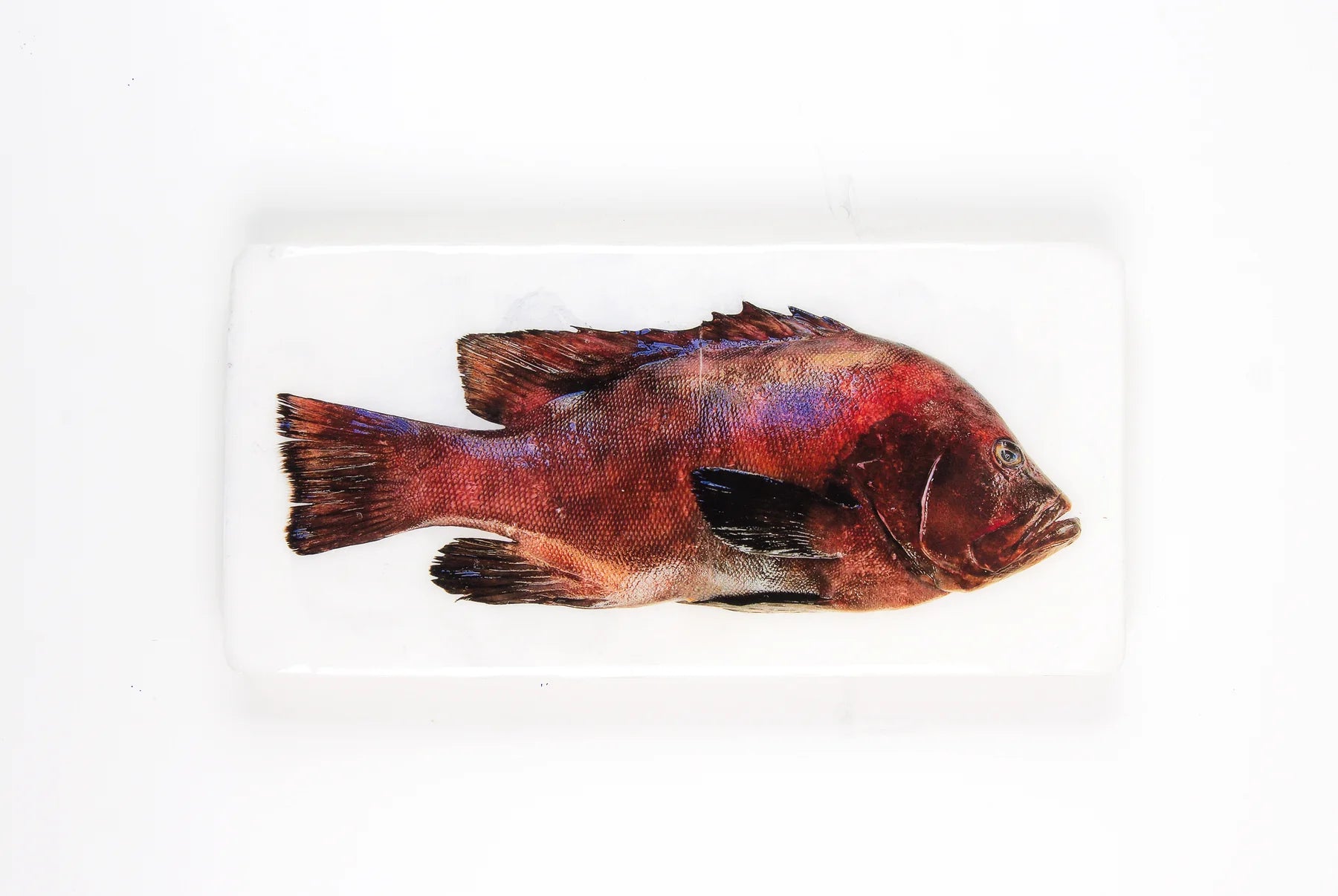 StigerWoods wooden tile Balinese Snapper