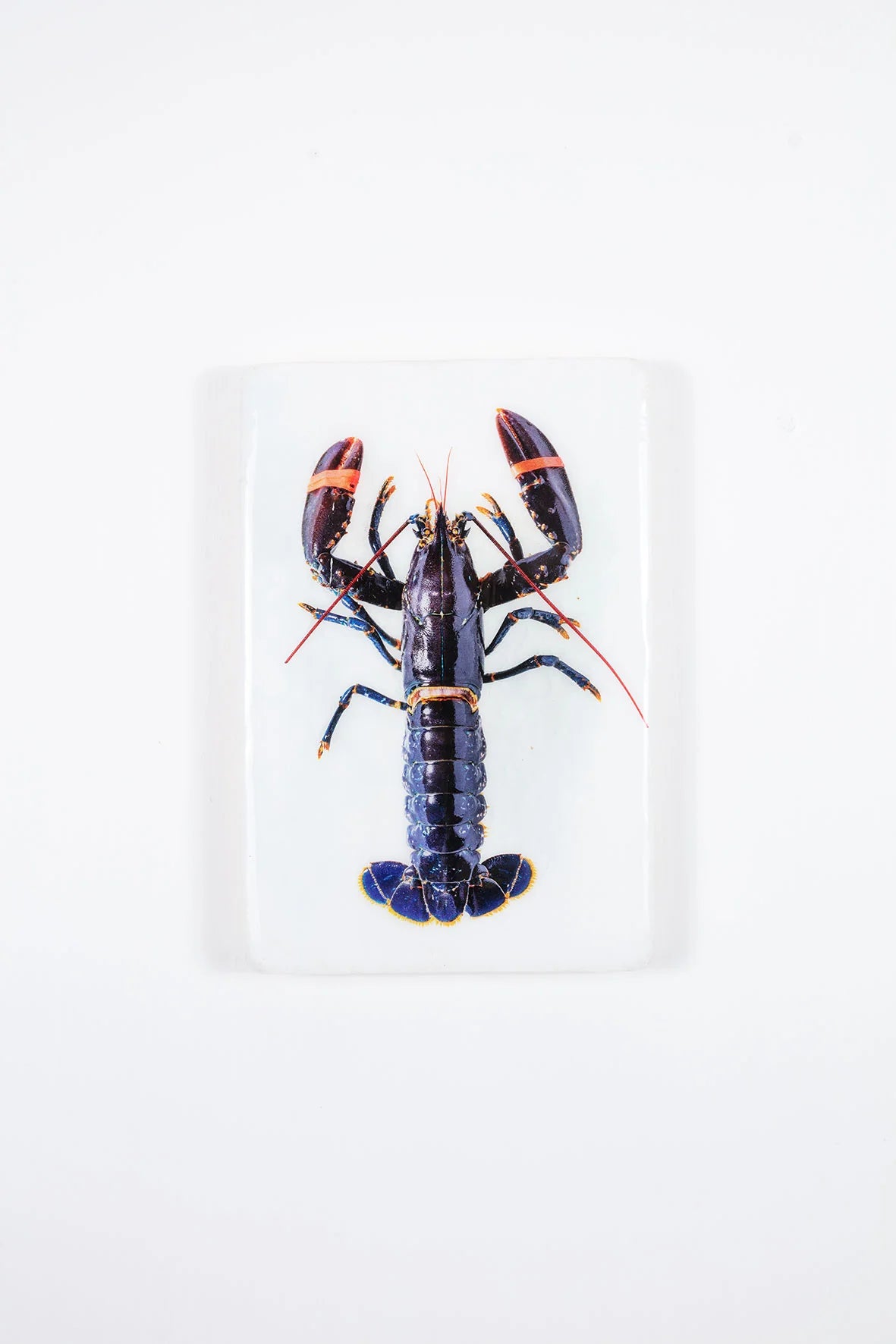 StigerWoods wooden tile Blue European Lobster