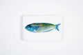StigerWoods wooden tile Blue Green Parrot Fish