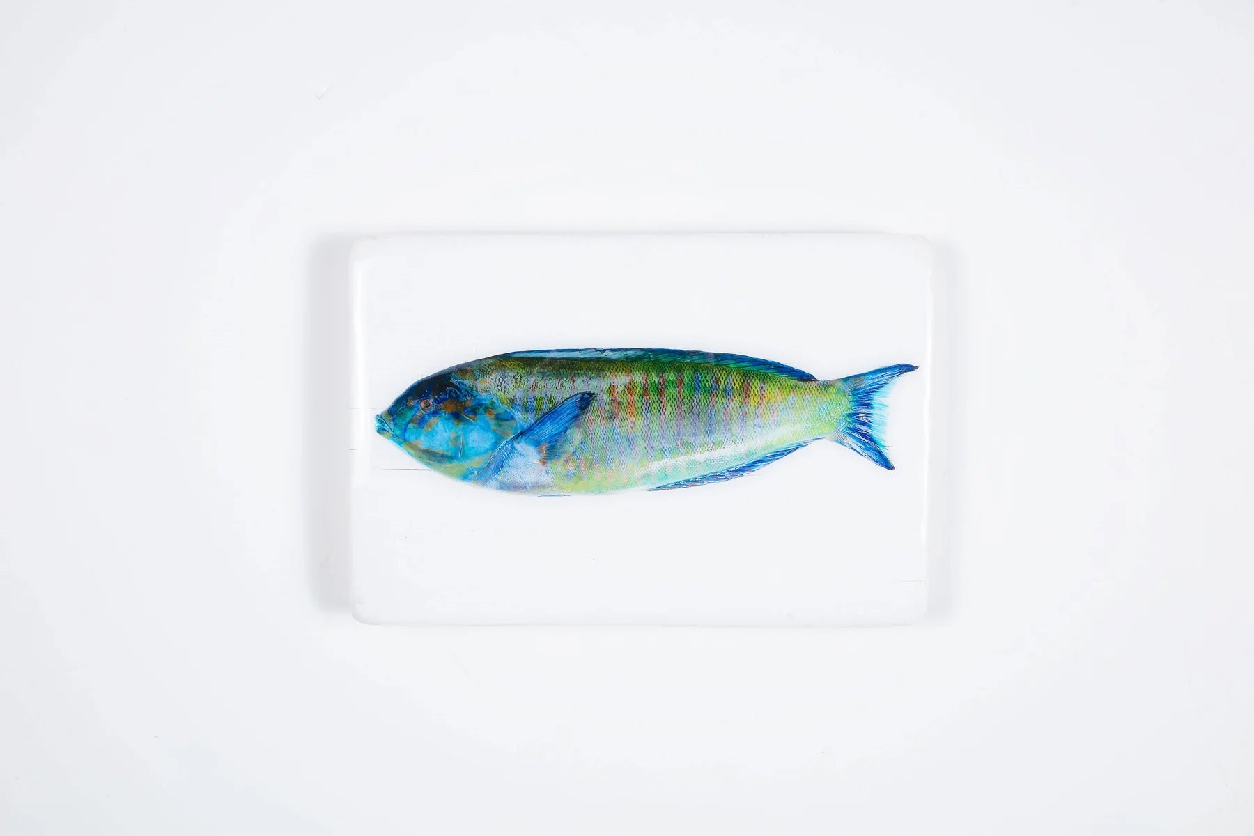 StigerWoods wooden tile Blue Green Parrot Fish