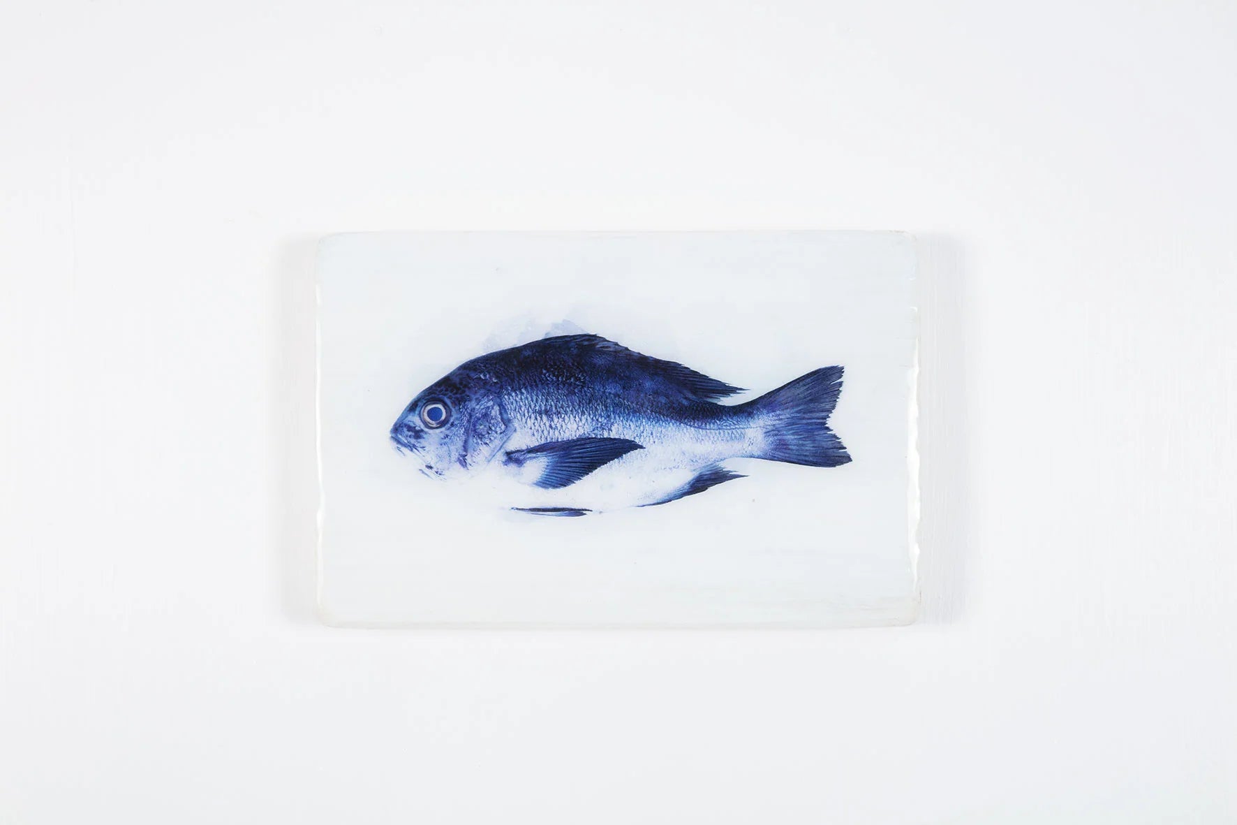 StigerWoods wooden tile Blue Snapper