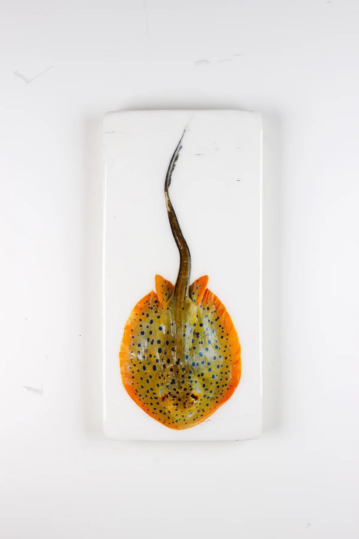 StigerWoods wooden tile Blue Spotted Stingray