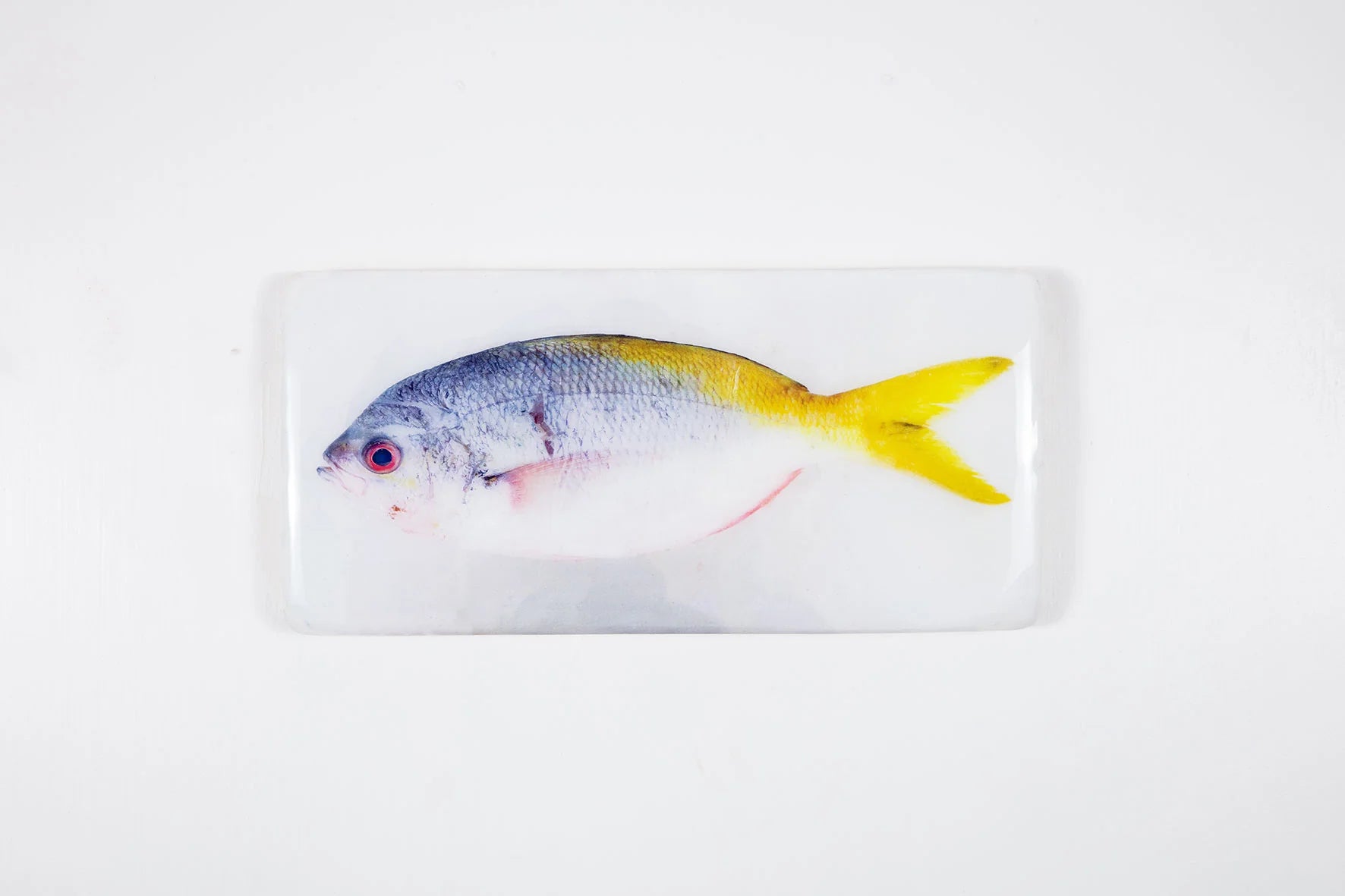 StigerWoods wooden tile Blue Yellowtail Fusilier