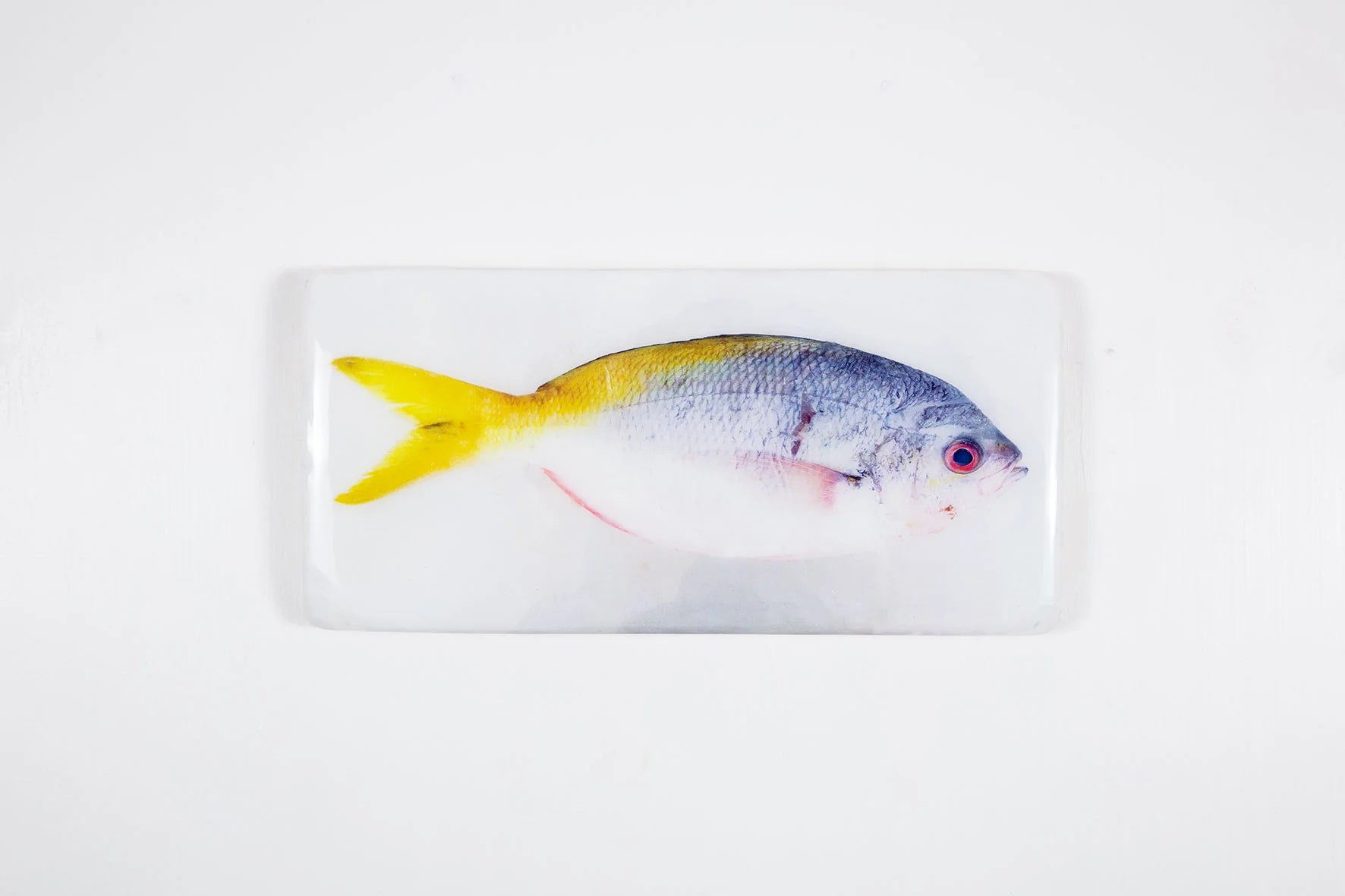StigerWoods wooden tile Blue Yellowtail Fusilier