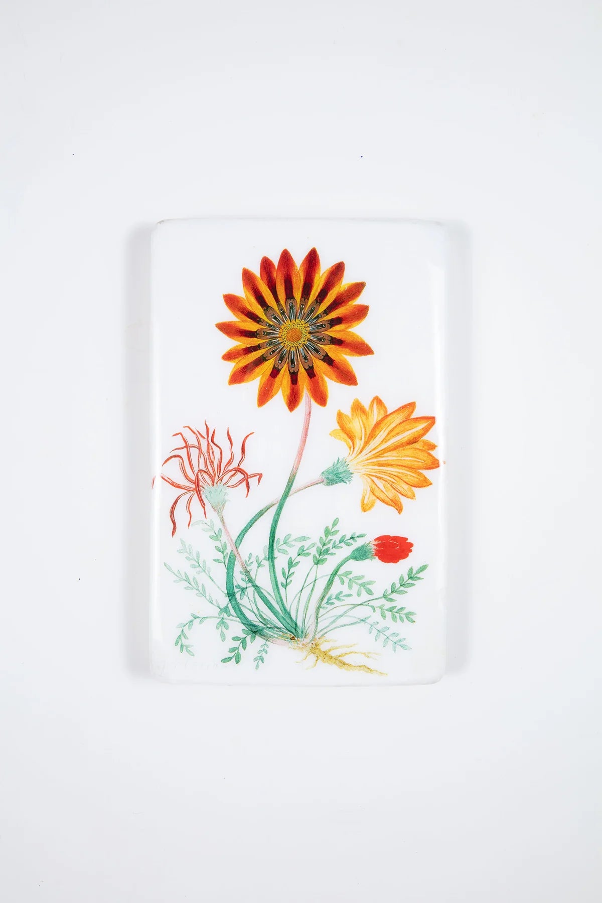 StigerWoods wooden tile Gorteria Diffusa