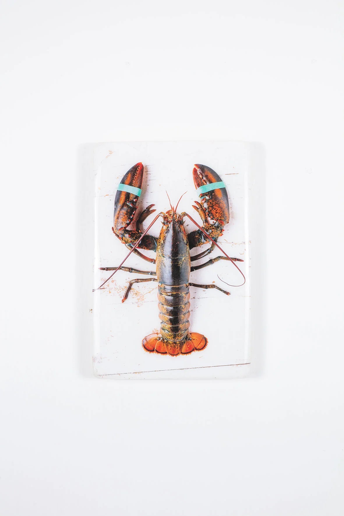 StigerWoods wooden tile Canner Lobster with Elastics