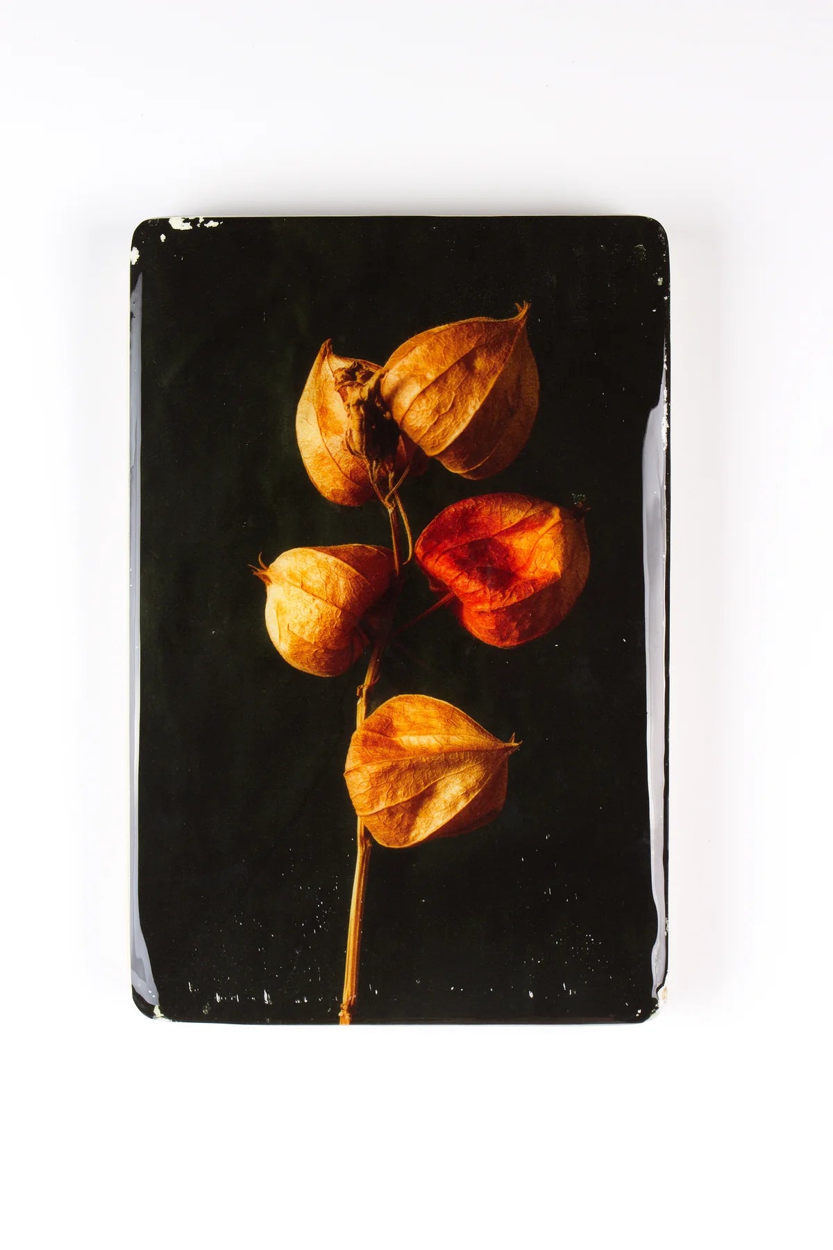 StigerWoods wooden tile Chinese Lantern Plant