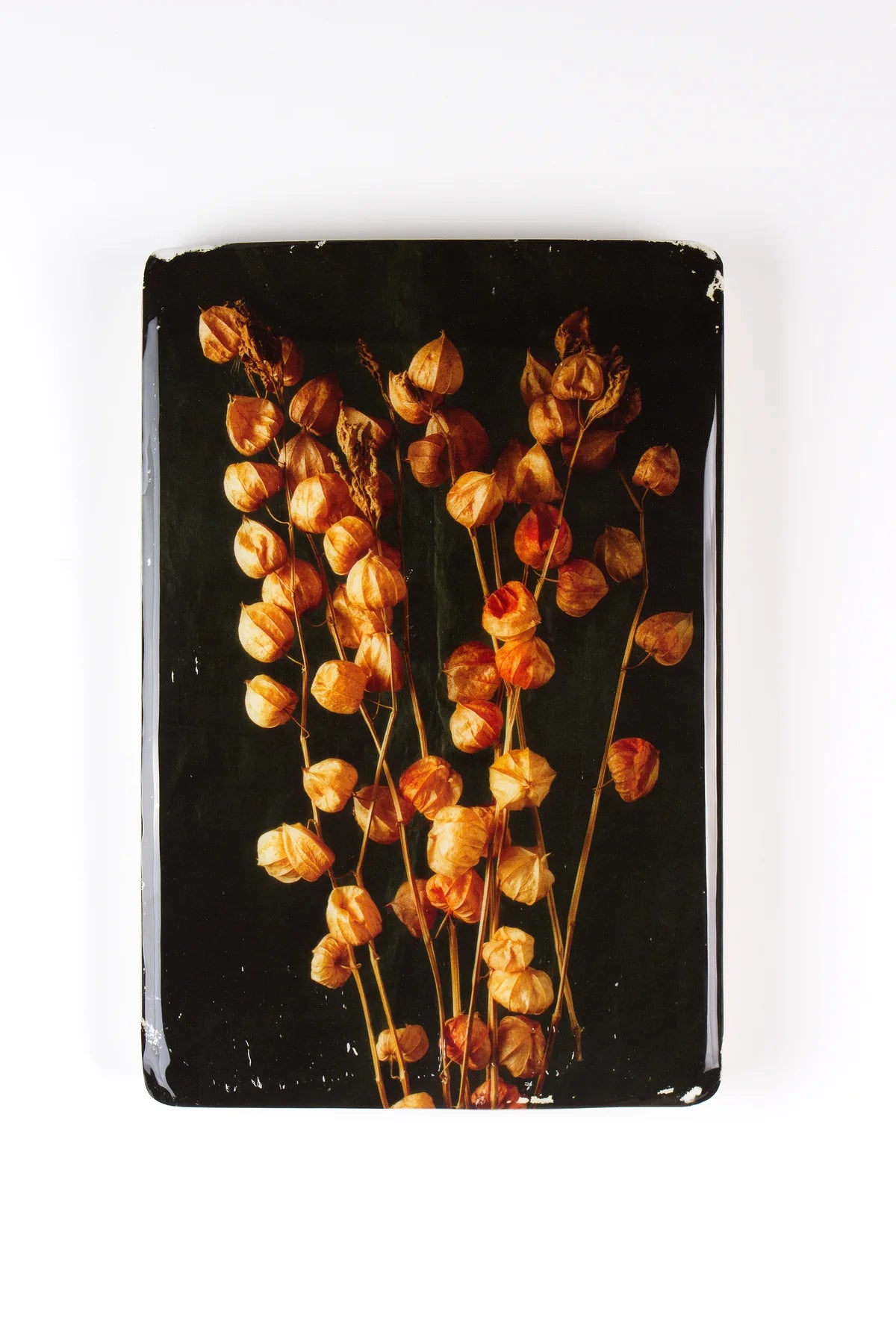 StigerWoods wooden tile Chinese Lantern Plant