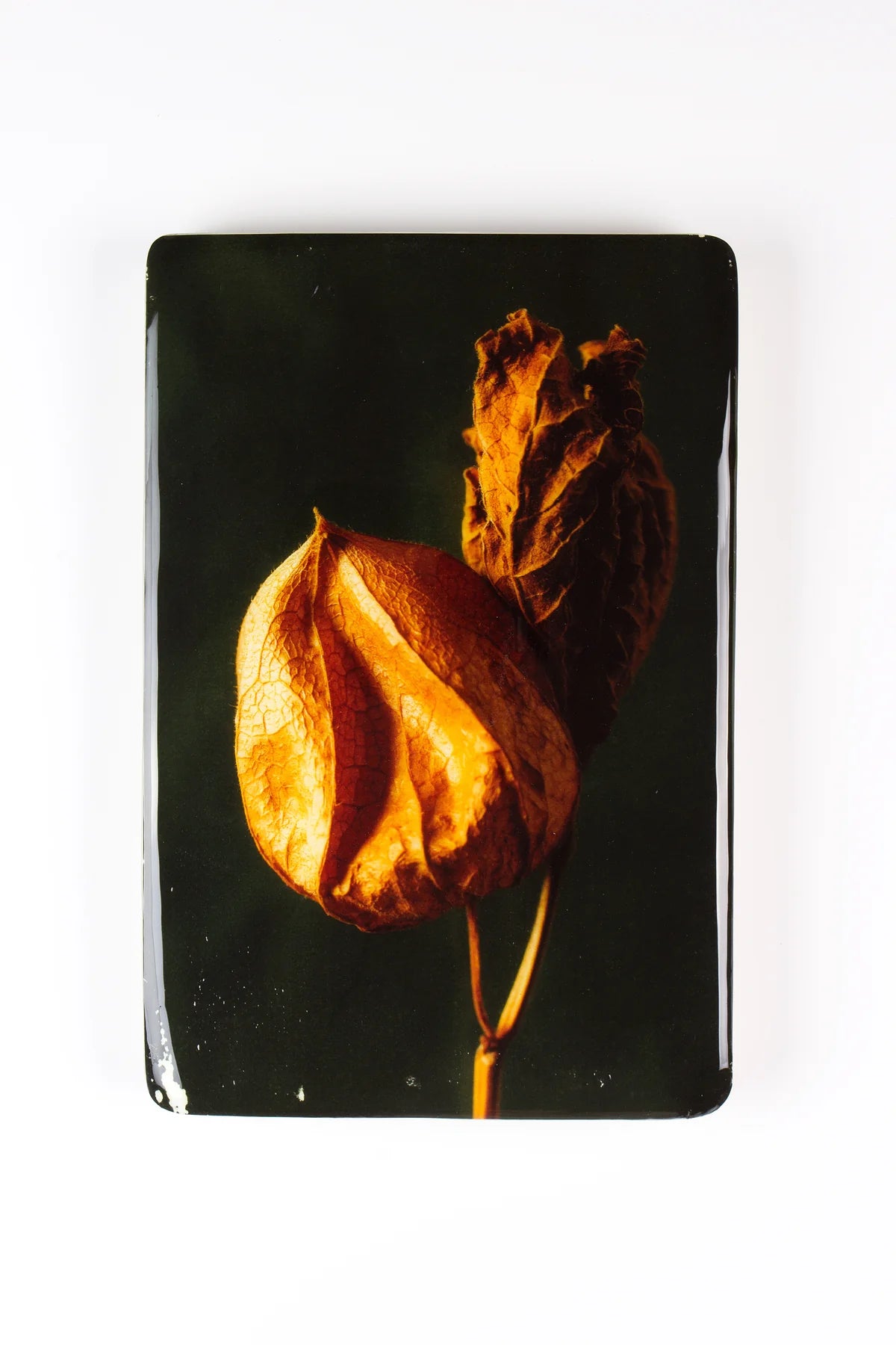 StigerWoods wooden tile Chinese Lantern Plant