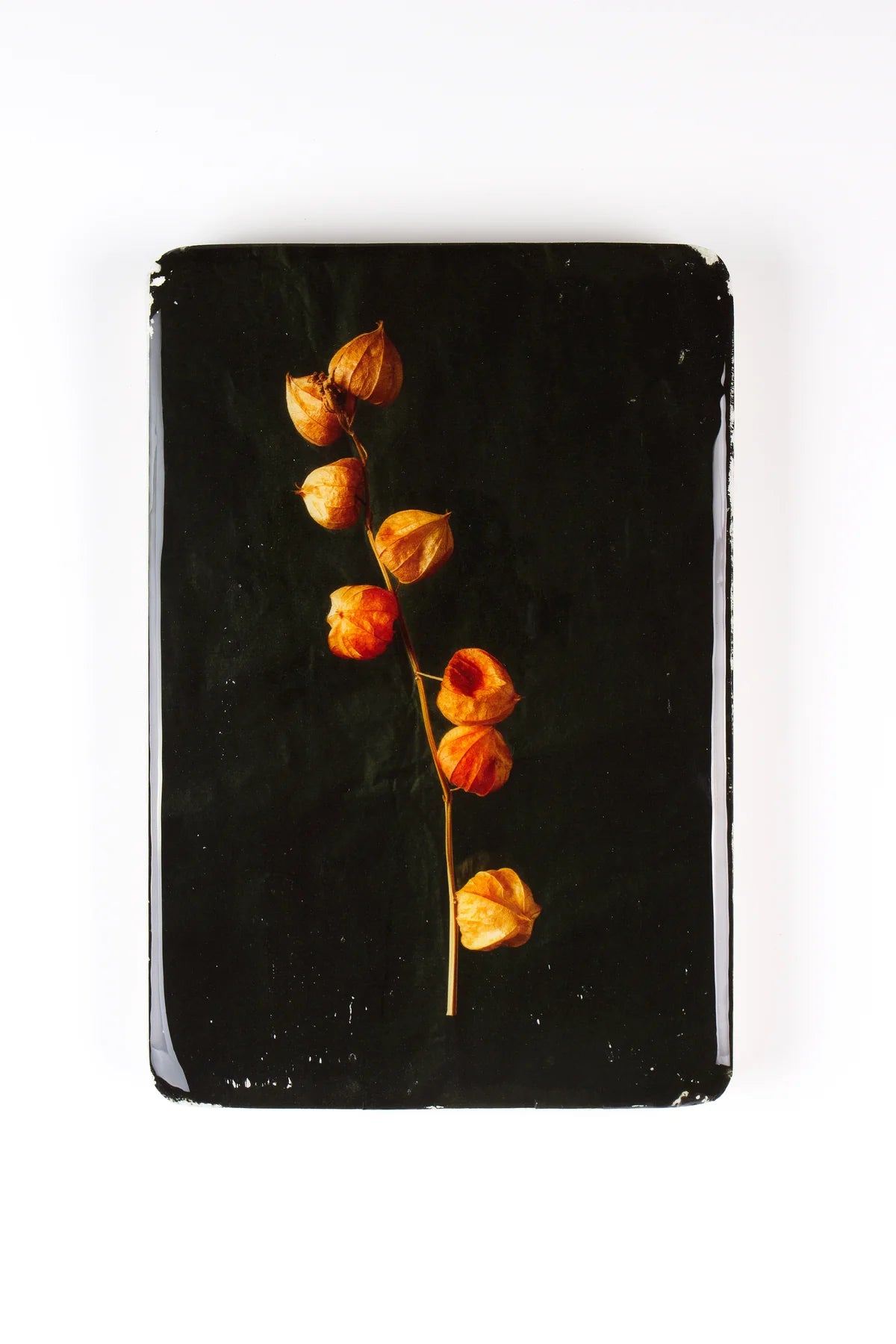 StigerWoods wooden tile Chinese Lantern Plant