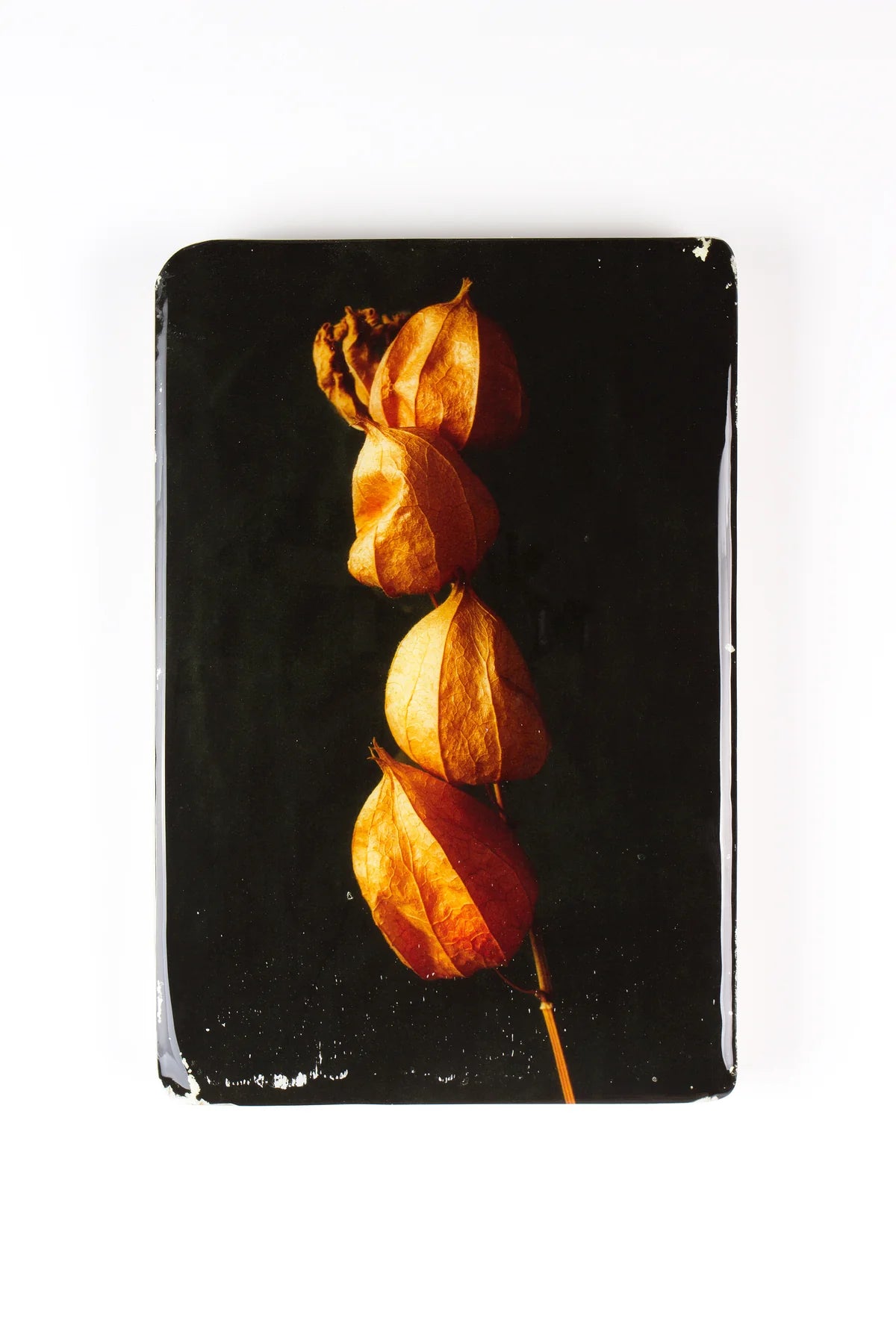 StigerWoods wooden tile Chinese Lantern Plant