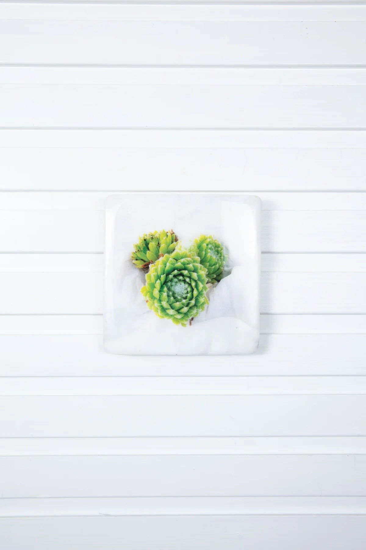 StigerWoods wooden tile Cobweb Houseleek