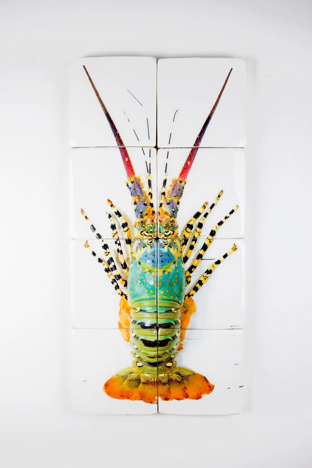 StigerWoods Jual Lobster Laut / Rainbow Lobster