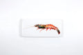 StigerWoods wooden tile Coloured Giant Shrimp
