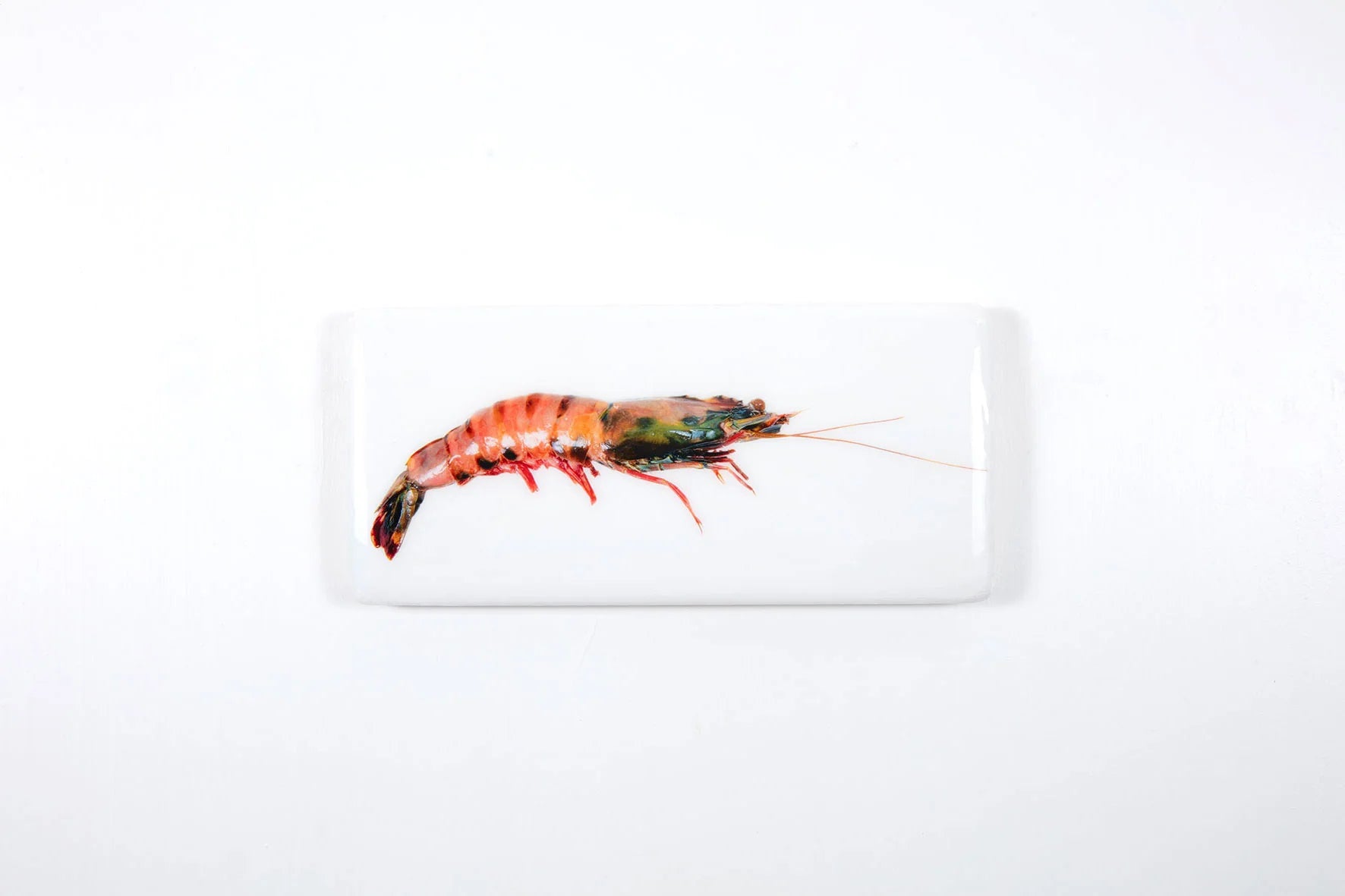 StigerWoods wooden tile Coloured Giant Shrimp