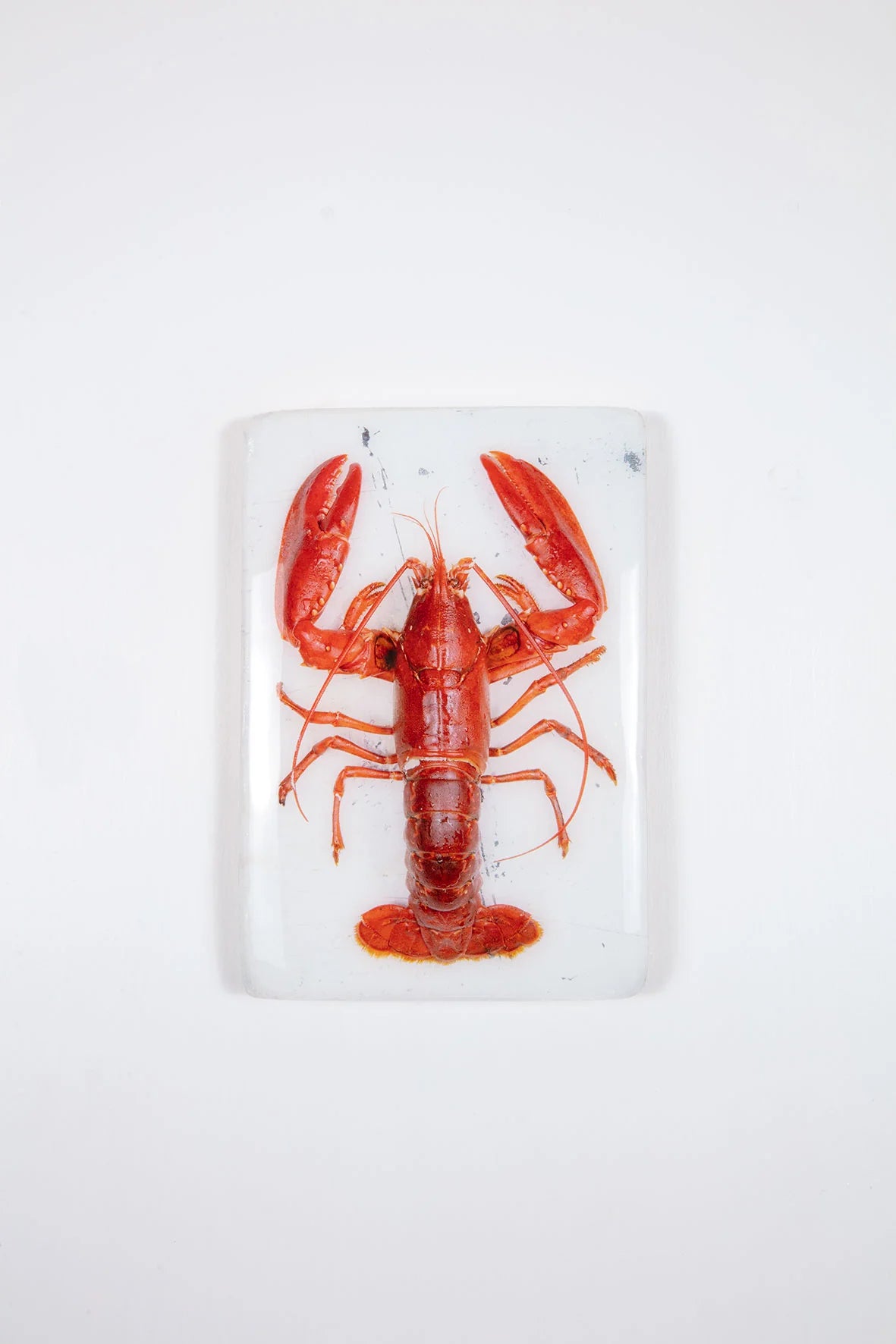 StigerWoods wooden tile Red Oosterschelde Lobster on White Table