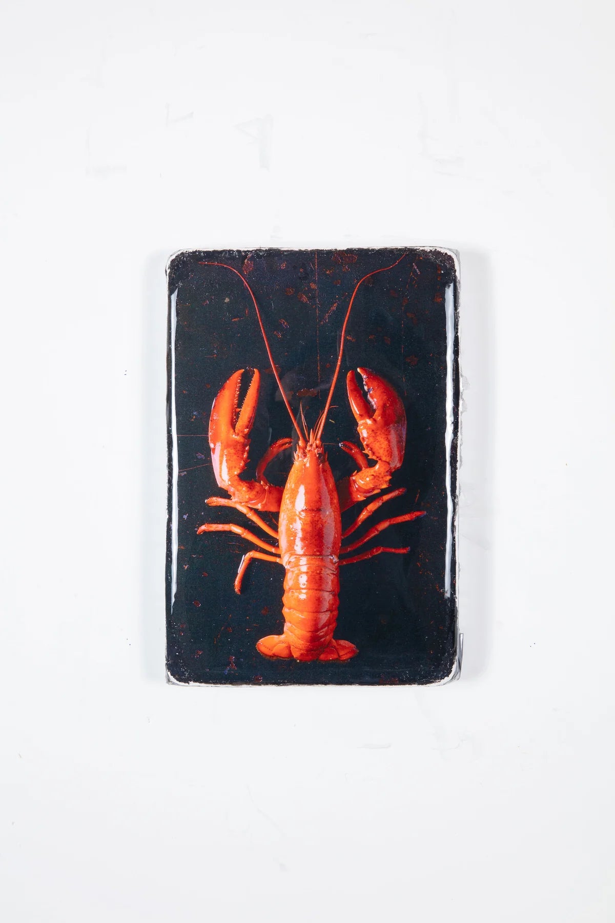 StigerWoods wooden tile Cooked Canner Lobster on Black