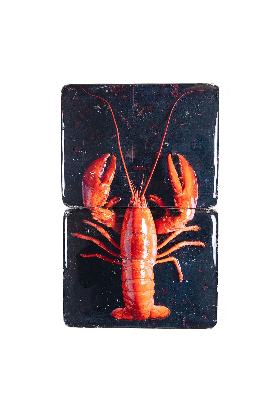 StigerWoods wooden tile Cooked Canner Lobster on Black
