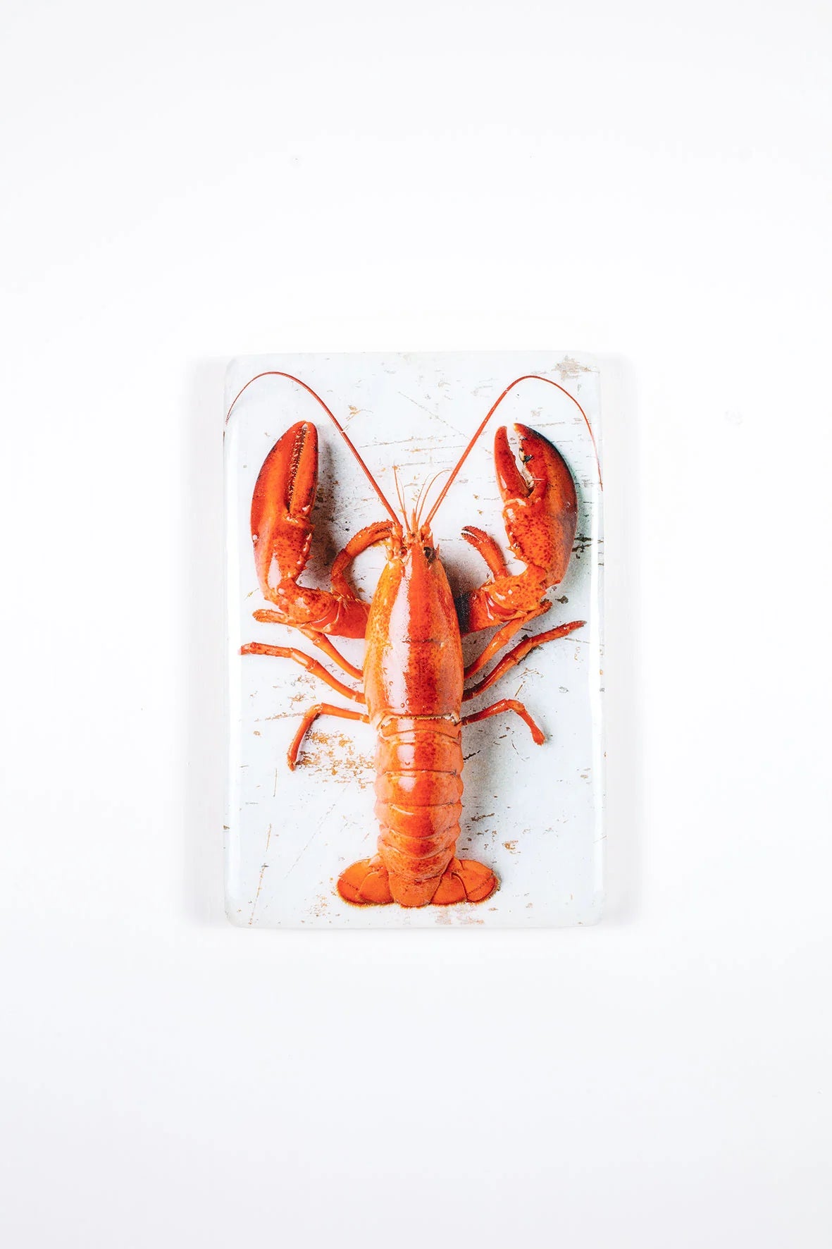 StigerWoods wooden tile Cooked Canner Lobster on White