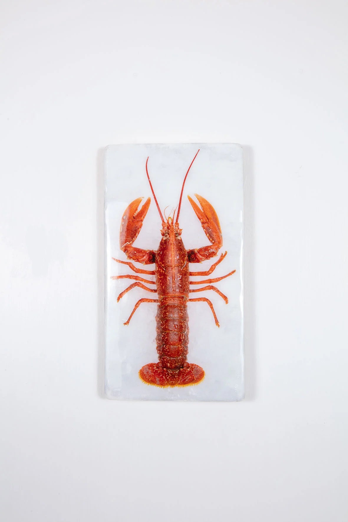 StigerWoods wooden tile Red European Lobster