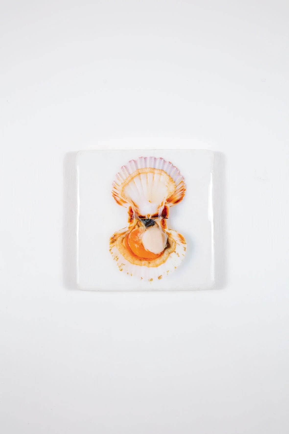 StigerWoods wooden tile Coquille