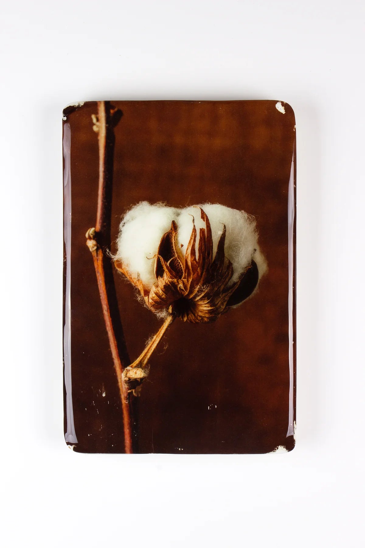 StigerWoods wooden tile Cotton Plant