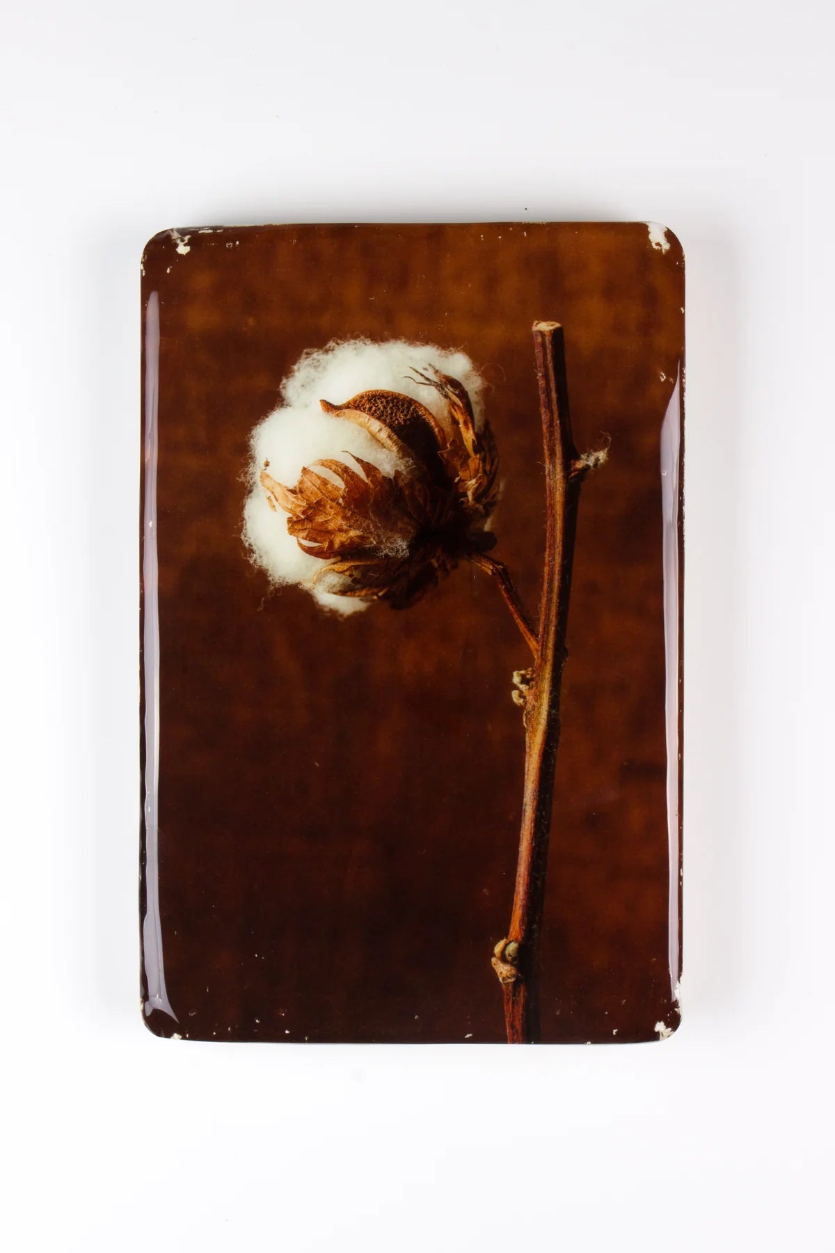 StigerWoods wooden tile Cotton Plant