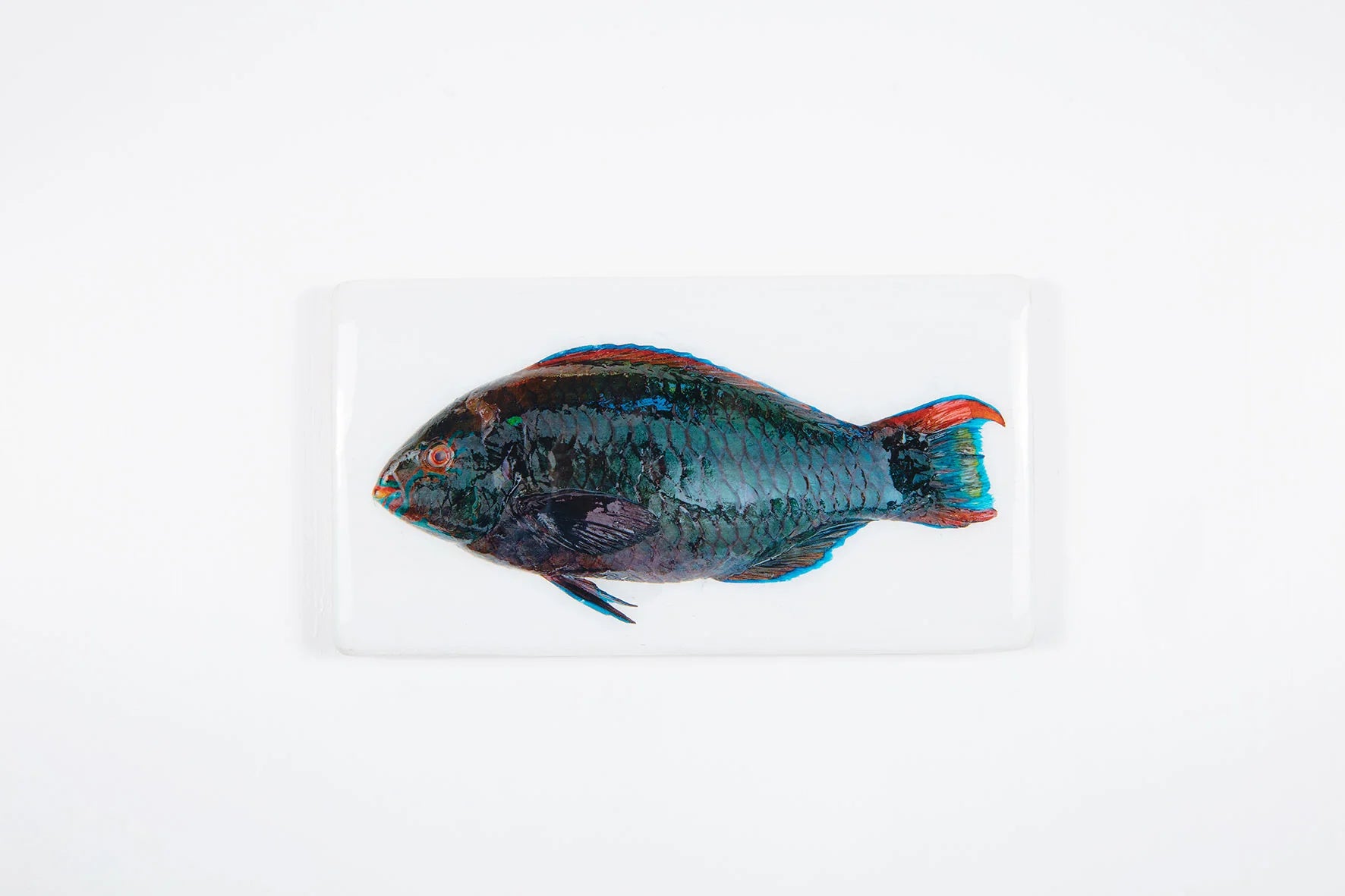 StigerWoods wooden tile Dark Green Parrot Fish