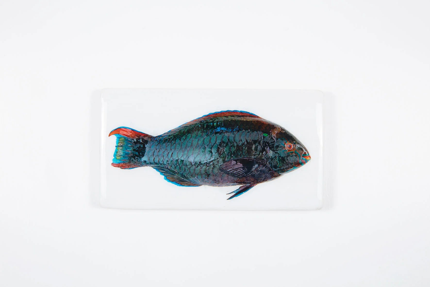 StigerWoods wooden tile Dark Green Parrot Fish