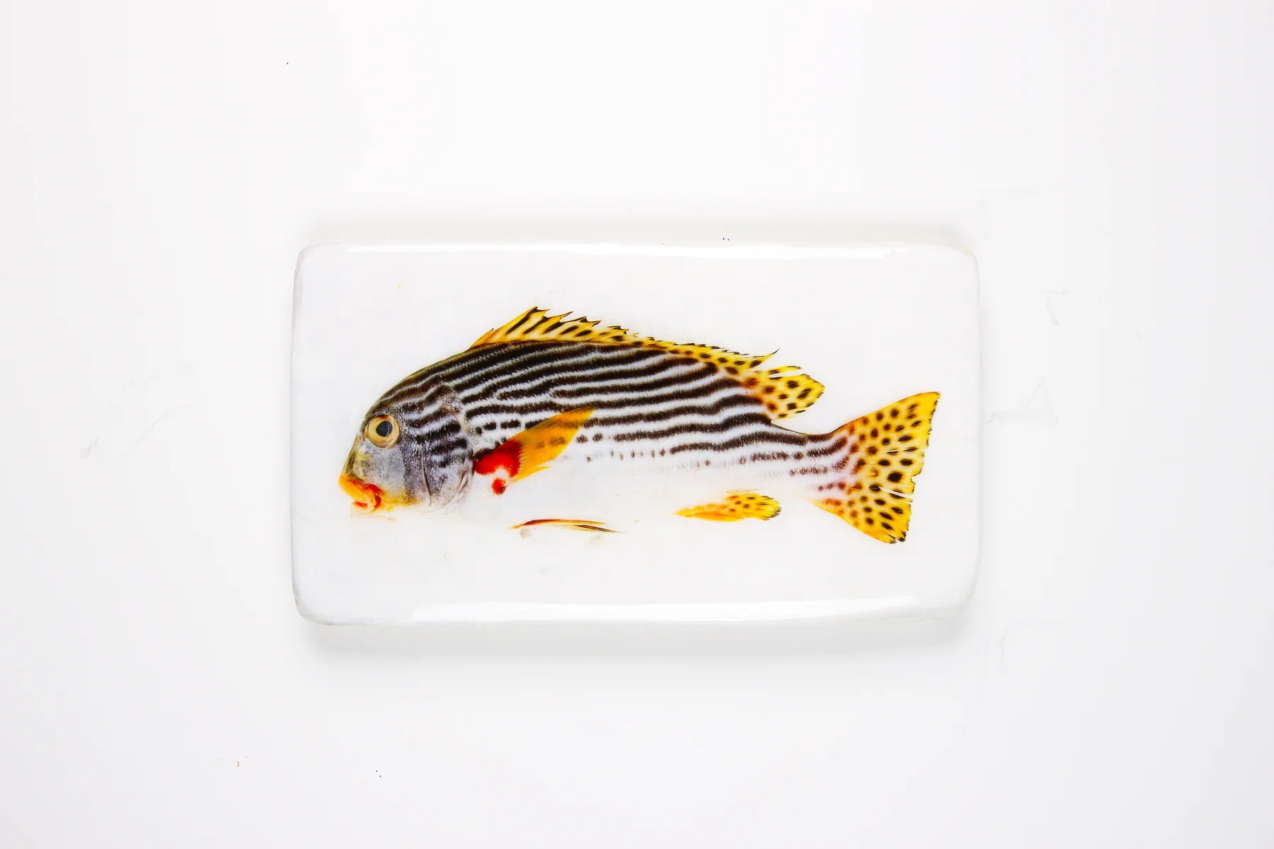 StigerWoods wooden tile Diagonal Banded Sweetlips