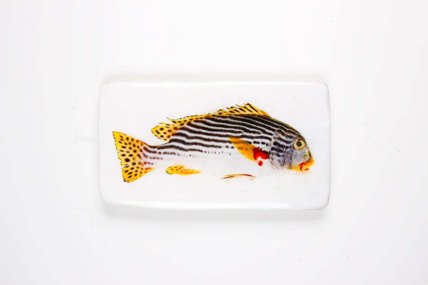 StigerWoods wooden tile Diagonal Banded Sweetlips